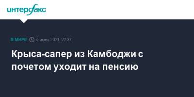 Крыса-сапер из Камбоджи с почетом уходит на пенсию - interfax.ru - Москва - Бельгия - Камбоджа - Танзания