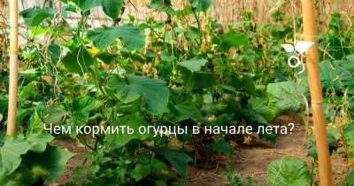 Чем кормить огурцы в начале лета? - skuke.net