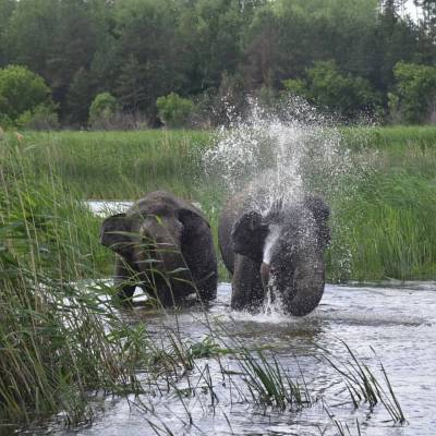 Под Воронежем на видео попали купающиеся в речке слоны - gorcom36.ru - Воронеж