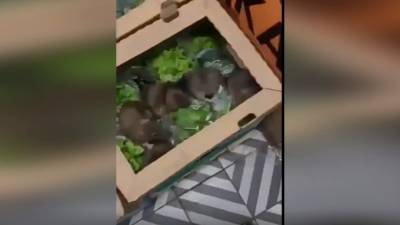 В сетевом магазине петербуржец обнаружил коробку с крысами - piter.tv - Санкт-Петербург - Петербург