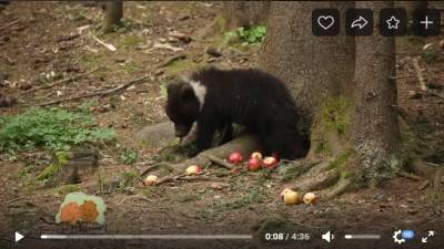 Центр спасения медвежат-сирот показал будни шаловливого медведя из Коми - komiinform.ru - респ. Коми - Экология