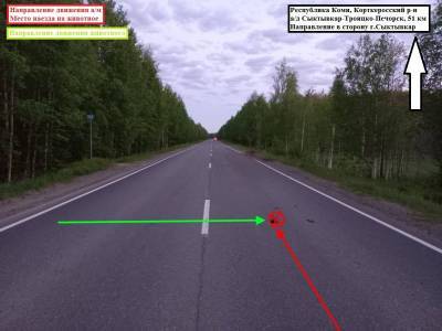 Дежавю: в Корткеросском районе водитель ВАЗа сбил лося - komiinform.ru - Сыктывкар - Печорск
