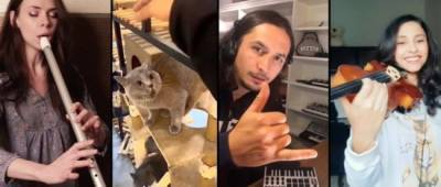 Музыканты со всего мира превратили мем с мяукающим котом в симфонию — частью коллабы стала и украинка - w-n.com.ua - Бразилия - Юар