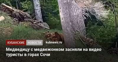 Даниил Медведев - Медведицу с медвежонком засняли на видео туристы в горах Сочи - kubnews.ru - Сочи - Краснодарский край
