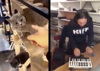 Участница вирусного ролика с «поющим» котом рассказала о создании музыкального видео - govoritmoskva.ru - Москва - Юар