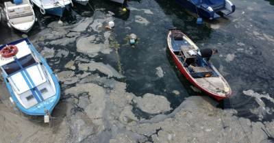 Реджеп Тайип Эрдоган - Турция: морская слизь покрыла берега Мраморного моря и угрожает Черному - rus.delfi.lv - Турция - Греция - Латвия - Стамбул - Экология