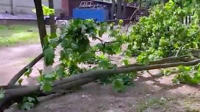 Дерево упало на ребенка в Москве из-за непогоды - iz.ru - Москва