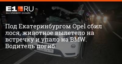 Под Екатеринбургом Opel сбил лося, животное вылетело на встречку и упало на BMW. Водитель погиб - e1.ru - Екатеринбург - Березовский