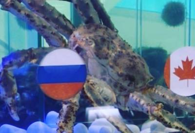 Краб Юрий признал поражение, но опроверг слухи о своей безвременной кончине - online47.ru - Канада