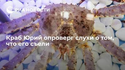 Краб Юрий опроверг слухи о том, что его съели - ria.ru - Москва - Мурманская обл.
