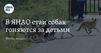 В ЯНАО стаи собак гоняются за детьми. Фото, видео - ura.news - Салехард - окр. Янао