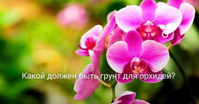 Какой должен быть грунт для орхидей? - skuke.net