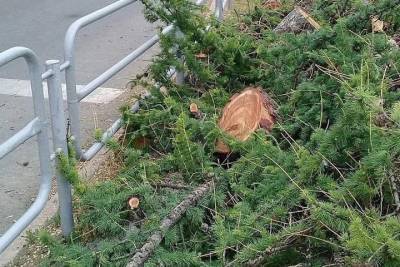 Наталья Котова - В Челябинске за снос столетней даурской лиственницы уволят двух руководителей - chel.mk.ru - Челябинская обл. - Челябинск