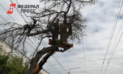 Наталья Котова - Мэр Челябинска уволила директоров МУПов за снос исторической лиственницы - fedpress.ru - Челябинск