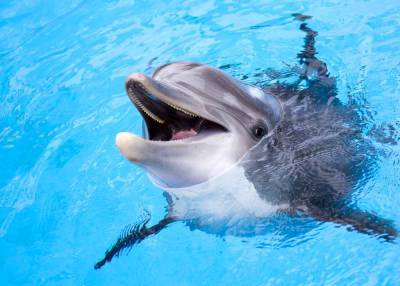 В одесском дельфинарии дельфин укусил мальчика - odessa-life.od.ua