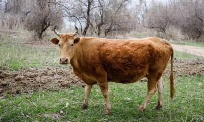 В карельском поселке в пожаре погибла корова - gubdaily.ru - район Пудожский