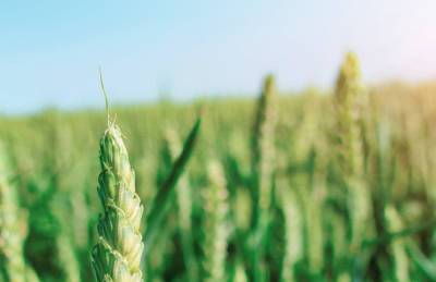 Специалисты рассказали, как защитить зерновые от фузариоза колоса - agroportal.ua