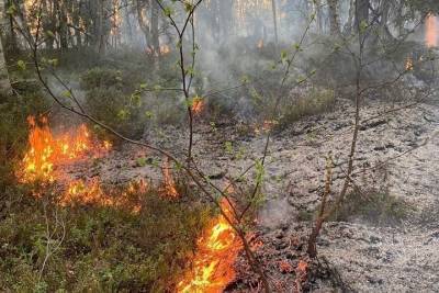В Мурманской области выгорело 32 гектара леса - murmansk.mk.ru - Мурманская обл.