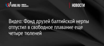 Видео: Фонд друзей балтийской нерпы отпустил в свободное плавание еще четырех тюленей - ivbg.ru - Ленинградская обл. - Санкт-Петербург
