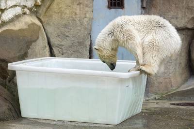 «Активные граждане» выбрали имя для белой медведицы в Московском зоопарке - vm.ru - Москва - Краснодарский край