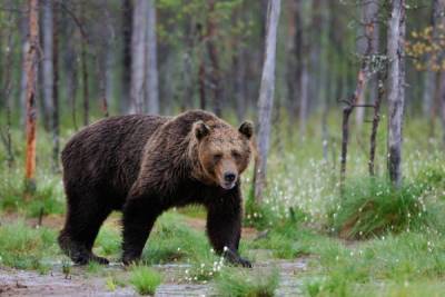 Жители Удмуртии заметили дикого медведя на проезжей части (ВИДЕО) - gorodglazov.com - респ. Удмуртия - район Малопургинский