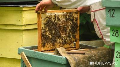 В Башкирии массово погибли пчелы после обработки лесов - newdaynews.ru - Башкирия - район Хайбуллинский