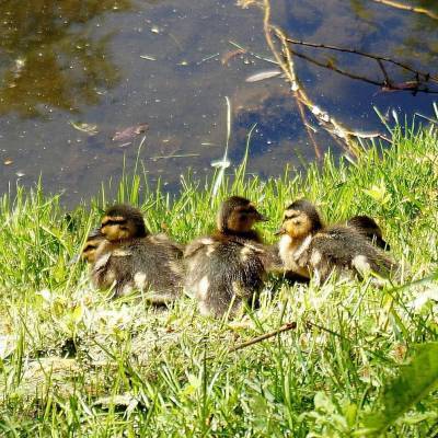 В Гатчинском парке у водоема заметили утиное семейство — фото - ivbg.ru - Ленобласть