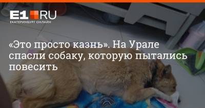 «Это просто казнь». На Урале спасли собаку, которую пытались повесить - e1.ru - Екатеринбург