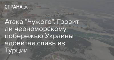 Атака "Чужого". Грозит ли черноморскому побережью Украины ядовитая слизь из Турции - strana.ua - Украина - Турция - Стамбул - Черное Море