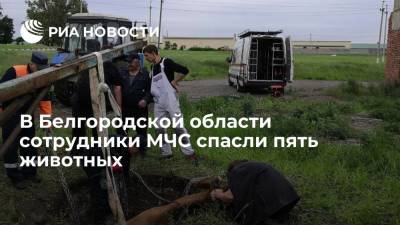В Белгородской области сотрудники МЧС спасли пять животных - ria.ru - Москва - Россия - Белгородская обл.