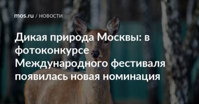 Дикая природа Москвы: в фотоконкурсе Международного фестиваля появилась новая номинация - mos.ru - Москва