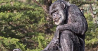 В США умер самый старый в мире шимпанзе (фото) - focus.ua - США - Сан-Франциско - San Francisco