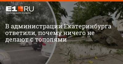 Артем Устюжанин - В администрации Екатеринбурга ответили, почему ничего не делают с тополями - e1.ru - Екатеринбург