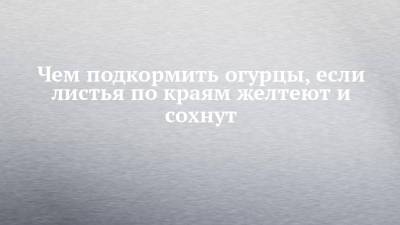 Чем подкормить огурцы, если листья по краям желтеют и сохнут - chelny-izvest.ru