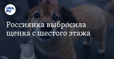 Россиянка выбросила щенка с шестого этажа - ura.news - Приморье край - Партизанск