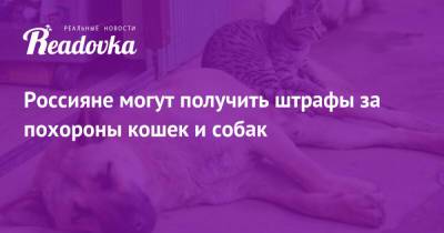 Россияне могут получить штрафы за похороны кошек и собак - readovka.news - Россияне