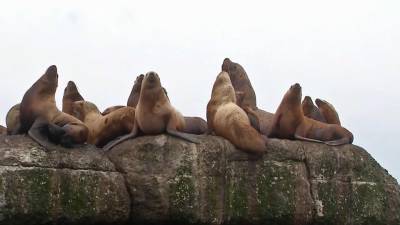 В город Невельск Сахалинской области туристы приезжают, чтобы увидеть краснокнижных сивучей - 1tv.ru - Сахалинская обл. - Невельск