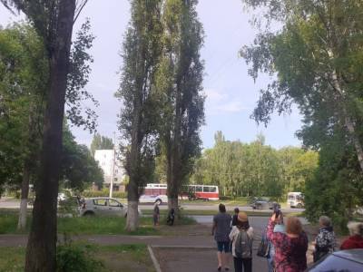 В Липецке котенок просидел двое суток на верхушке тополя - lipetskmedia.ru - Липецк