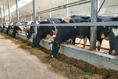 Брянские аграрии наращивают продуктивность крупного рогатого скота - mk.ru - Брянская обл.