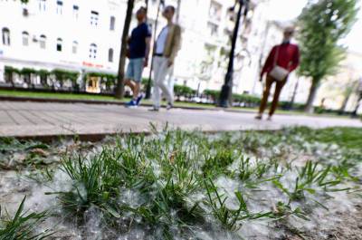 В Роспотребнадзоре дали рекомендации по профилактике сезонной аллергии на тополиный пух - pnp.ru