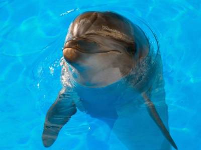 В одесском дельфинарии дельфин укусил ребенка - skuke.net