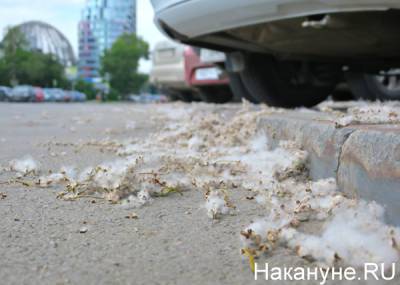 Полиция Екатеринбурга разыскивает молодую пару, которая поджигала тополиный пух на Некрасова - nakanune.ru - Екатеринбург