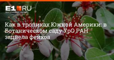 Как в тропиках Южной Америки: в Ботаническом саду УрО РАН зацвела фейхоа - e1.ru - Екатеринбург