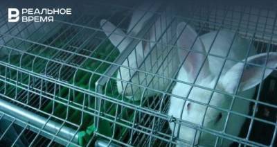 Хозяйство «Племенного завода кроликов» продали за полцены - realnoevremya.ru - респ. Татарстан - район Высокогорский