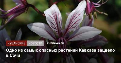 Одно из самых опасных растений Кавказа зацвело в Сочи - kubnews.ru - Сочи - Краснодарский край - Иран