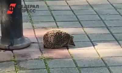 Владимир Владимиров - Губернатор Ставрополья во время рабочего дня публикует ежиков - fedpress.ru - Ставрополье
