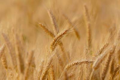 Урожай пшеницы оказался под угрозой - versia.ru - Краснодарский край - Ставрополье