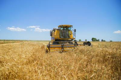 В Азербайджане собрано более 337 тыс. тонн зерна - минсельхоз - trend.az - Азербайджан