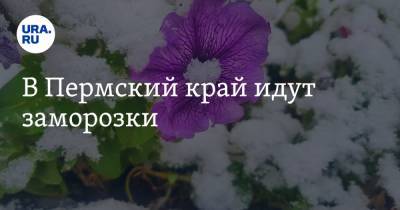 В Пермский край идут заморозки - ura.news - Пермский край