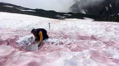 Ученые рассказали, почему на вершине Альп снег покрыт «кровавыми пятнами» - enovosty.com